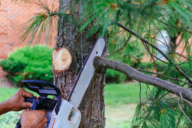 How Our Tree Care Process Works  in La Quinta, CA